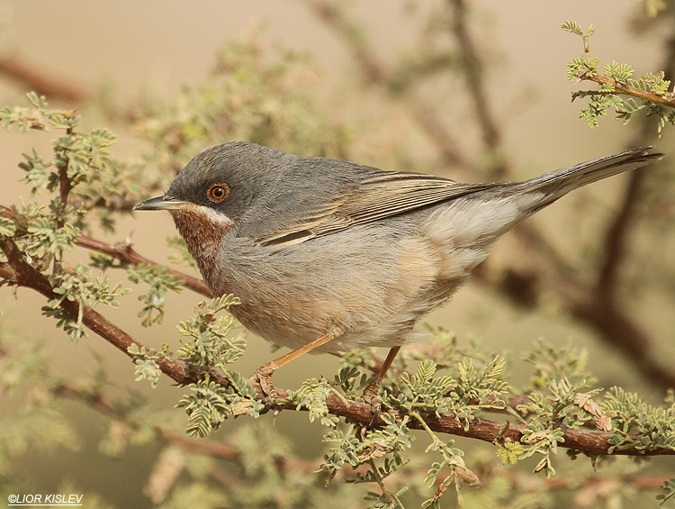  Subalpine Warbler  Sylvia cantillans Holand park,Eilat,15-03-12 .Lior Kislev                     